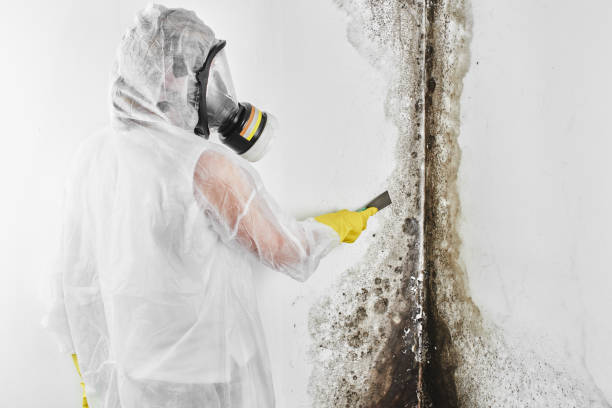 Mold Testing and Removal in Blair, WI