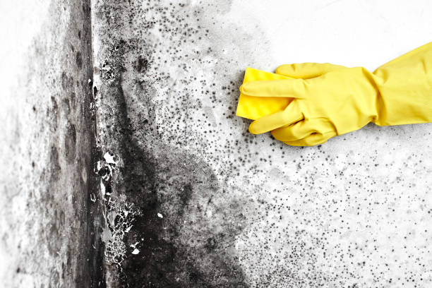 Best Mold Remediation Services  in Blair, WI