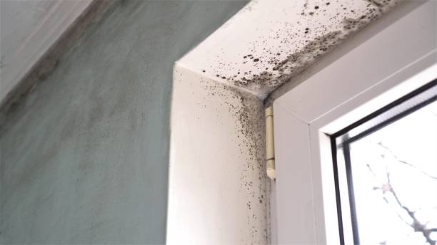 Best Mold Testing  in Blair, WI