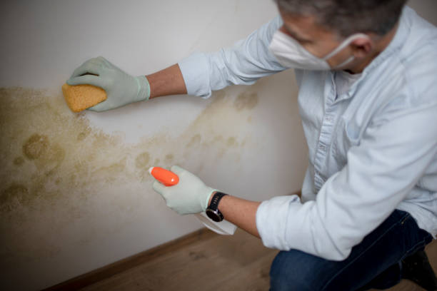 Best Toxic Mold Removal  in Blair, WI