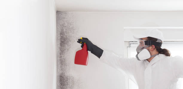 Professional Mold Removal in Blair, WI