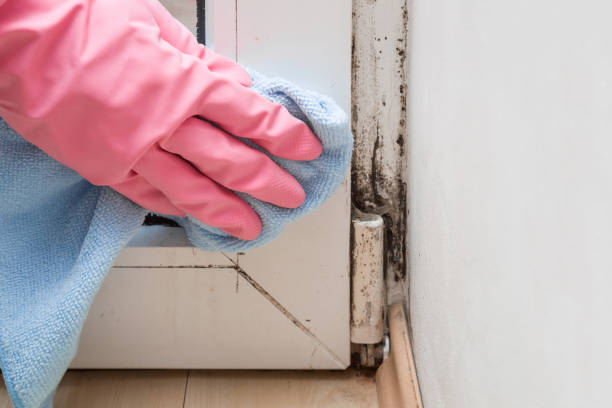 Best Mold Remediation  in Blair, WI