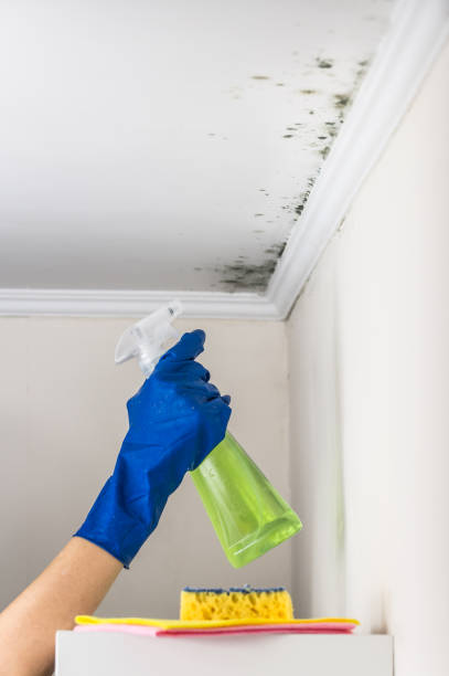 Mold Removal and Inspection in Blair, WI